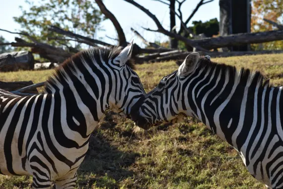 Casino Sticky Wilds Kundeservice